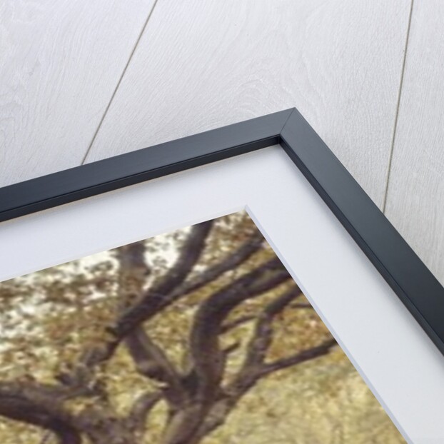 Canal through forest by Assaf Frank